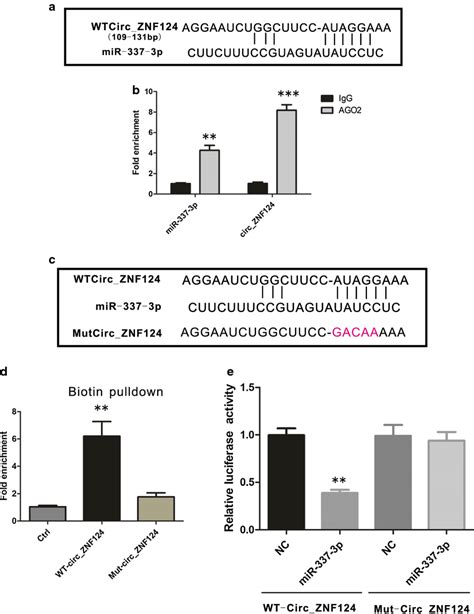 MiR 337 3p Was The Target Gene Of Circ ZNF124 In NSCLC A Predicted