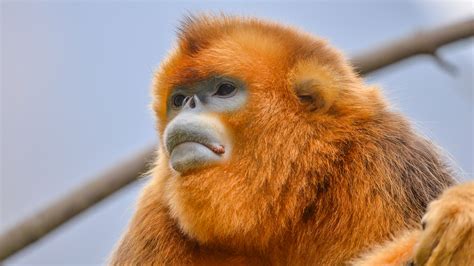 Photograph Endangered Golden Snub Nosed Monkeys In Chinas Nature Reserves