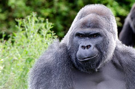 4000 Smiling Gorilla Stock Photos Pictures And Royalty Free Images