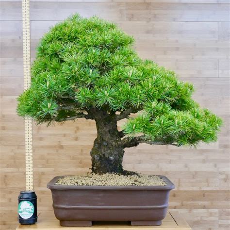 Japanese White Pine Bonsai Buy Online Greenwood Bonsai Studio