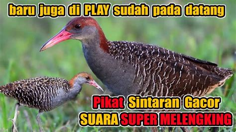 Suara Pikat Burung Sintar Terbaru Youtube