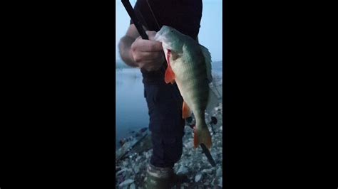 Levrek Perch Avı Çamlıdere Barajı shorts video balıkavı fishing