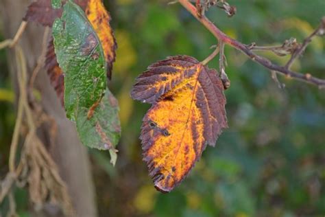 Free Images Tree Nature Forest Grass Dew Plant Morning Leaf