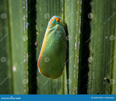macro shot   palm flatid planthopper stock photo image  nature