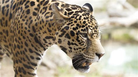 Wallpaper Wildlife Big Cats Zoo Whiskers Jaguar Leopard Animal