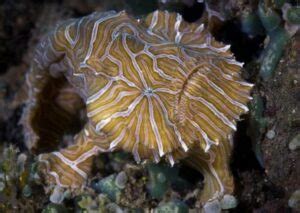 Histiophryne psychedelica: Psychedelic frogfish has no lure and it doesn’t swim | Reef Builders ...