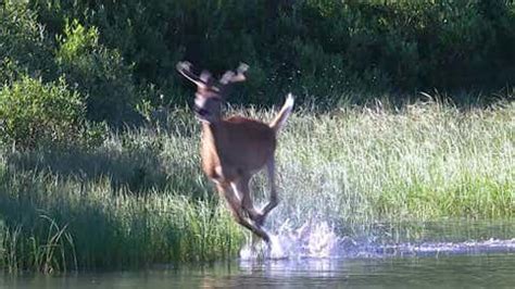 ‘Zombie’ Deer in 24 States Pose Big Risk During Hunting Season - Videos ...