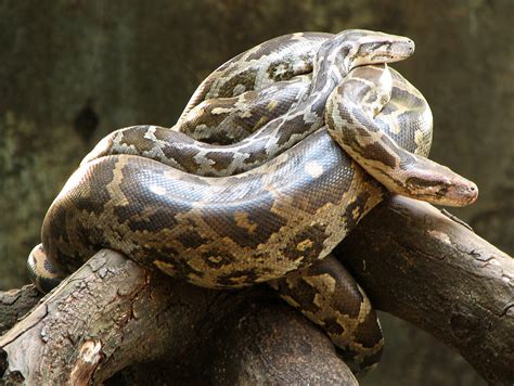 Indian Python | Indian Pythons (Python molurus) in perfect f… | Flickr