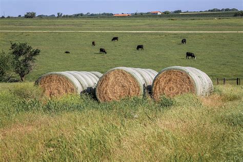 Cow Bowling Photograph By Michael Wayne Barnett Fine Art America