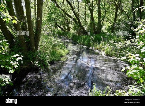 RSPB Minsmere Coastal Nature Reserve Saxmundham Suffolk UK Stock