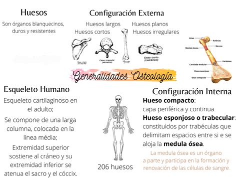 Generalidades Osteolog A Anatomia I