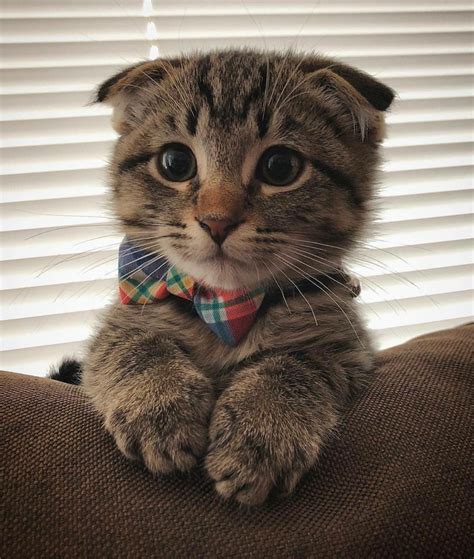 Adorable Scottish Fold Raww