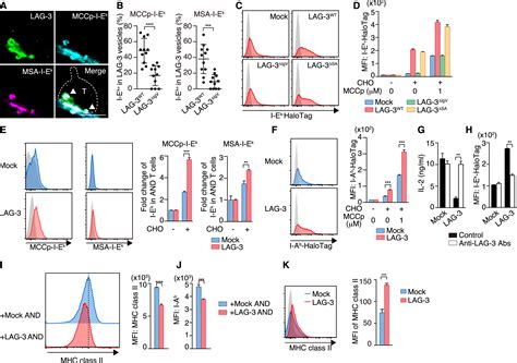 Indirect Suppression Of Cd4 T Cell Activation Through Lag 3 Mediated