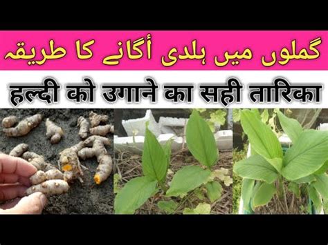 Gamalon mai haldi ugane ka tarika/How to grow turmeric in pot/Grow turmeric at home/Urdu/Hindi ...