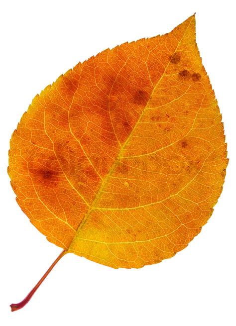 Autumn Orange Leaf With Dark Stains Isolated On A White Stock Image