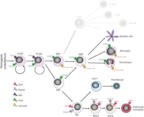 Frontiers Hematopoietic Cytokine Gene Duplication In Zebrafish