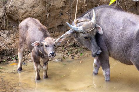 Foto De Cerca De Una Madre Carabao Bubalus Bubalis Una Especie De B