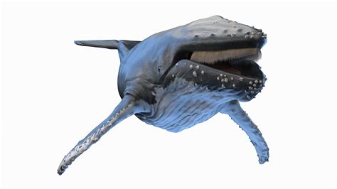 Humpback Whale Anatomy Rigged model - TurboSquid 2131389