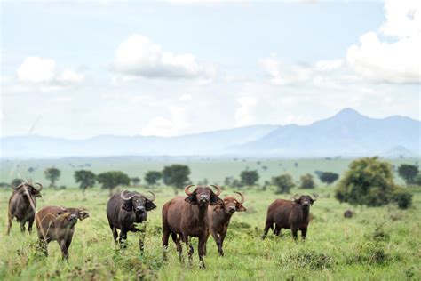 STRENGTHENING COMMUNITY CONSERVATION IN UGANDA - GlobalGiving