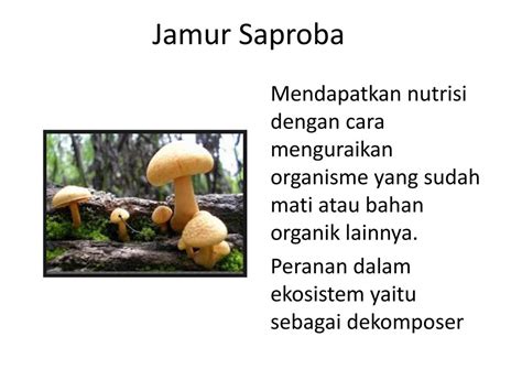 Contoh Ppt Jamur Serdadu Guru