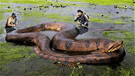 Amazon Jungle And Dangerous Animals Of Rainforest Scary Animals