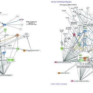 The G1/S cell cycle checkpoint regulation pathway was activated in ...