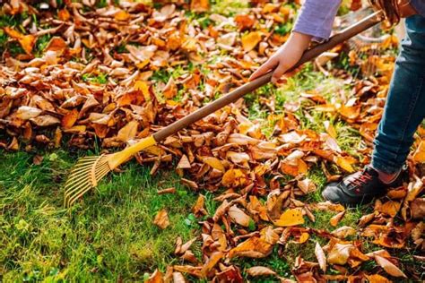 Raking Leaves 5 Reasons To Not Throw Them Out Native Backyards