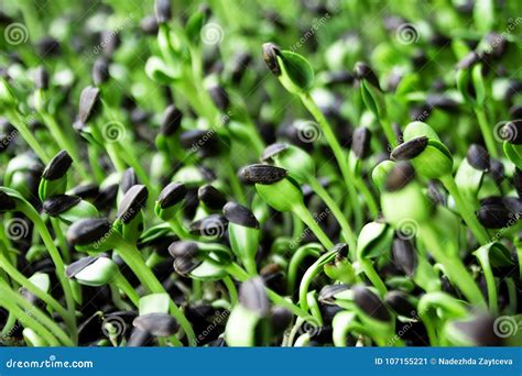 Brotos Da Planta Do Girassol Da Germina O Imagem De Stock Imagem De