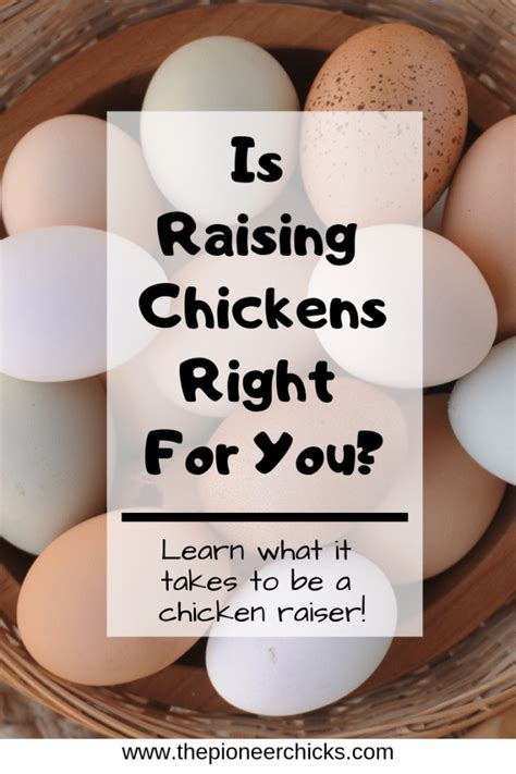 Is Raising Chickens Right For You The Pioneer Chicks