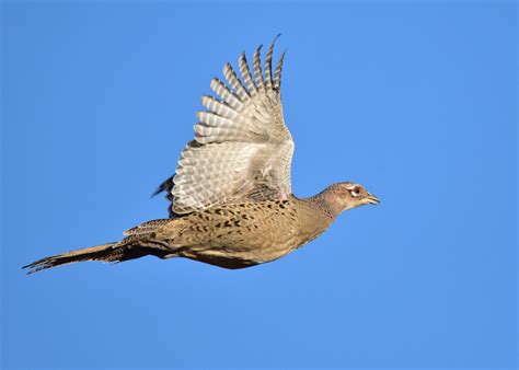 Ring Necked Pheasant Hen