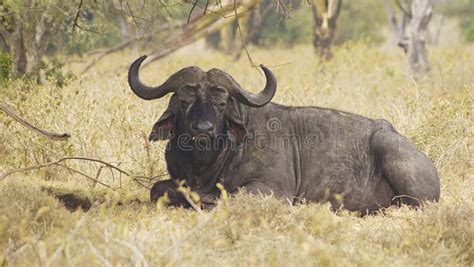 Cape Buffalo Lake Nakuru Kenya Stock Photo Image Of Wild Life