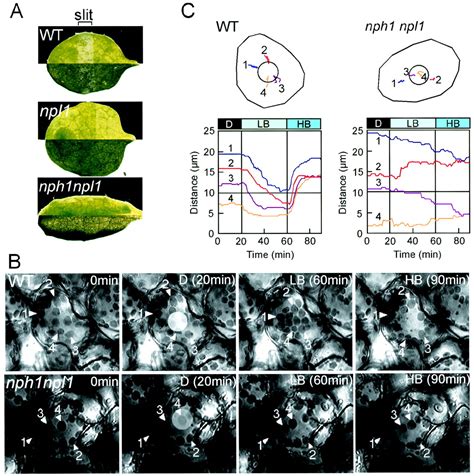 Arabidopsis Nph1 And Npl1 Blue Light Receptors That Mediate Both Phototropism And Chloroplast