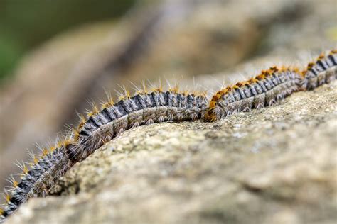 Tout Savoir Sur Les Chenilles Processionnaires Les Exterminateurs