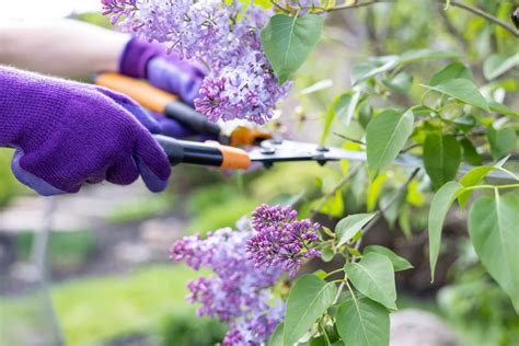 Annuals vs. Perennials: 8 Things Every Home Gardener Should Know - Bob Vila