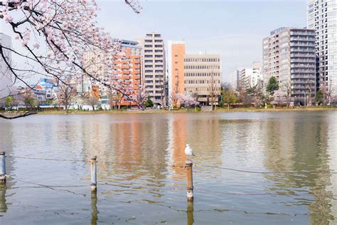 Iga in Japan | Times of India Travel