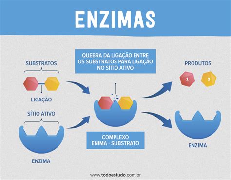 Que Son Las Enzimas Funciones Estructura Y Caracteristicas Youtube Images