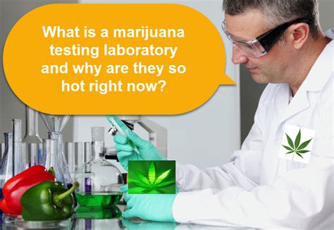 How To Understand Cannabis Lab Testing Labels