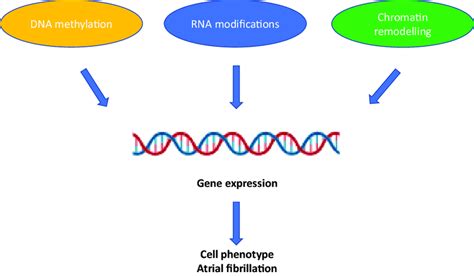 Major Epigenetic Mechanisms Regulating Gene Expression And Cell