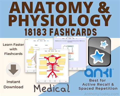 Ultimate Anatomy Physiology Flashcards Bundle 2024 Medical Notes Anki Cards Anatomy Nursing