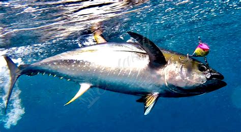 Prohunter Tuna Chaser Trolling Lure