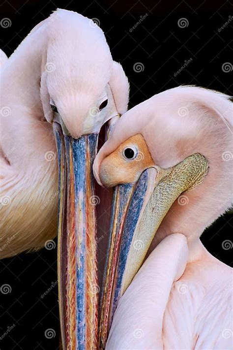 Pelican Couple Isolated On Black Background Pelecanus Onocrotalus