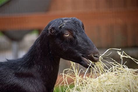 9 Popular Small Goat Breeds (With Pictures)