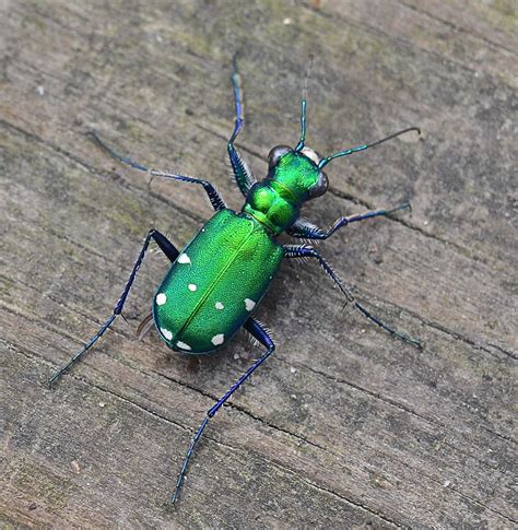 Six Spotted Tiger Beetle Cicindela Sexguttata By Slomoz Commonly