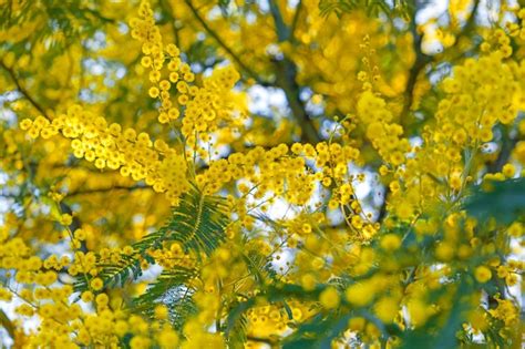 Premium Photo Close Up Of Blooming Branch Of Yellow Mimosa Flower In