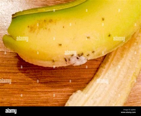 Brazilian wandering spider banana hi-res stock photography and images - Alamy