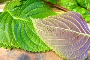 Vibex Vxi Korean Perilla Seeds Shiso Seed Price In India Buy