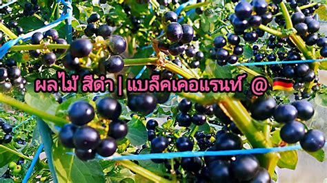 ผลไมสดำ แบลคเคอแรนท fruit garden germany อารแอล EP 210