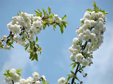 Free Images Tree Nature Branch Sky White Flower Food Spring Produce Botany Flora