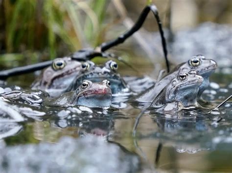 Adaptations Of A Frog - Behavioral, Structural & Physiological - Zooologist