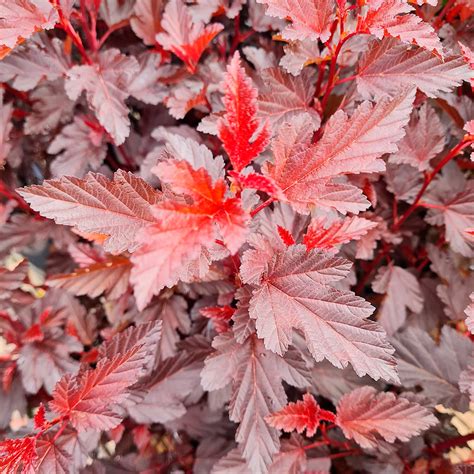 Пухироплідник калинолистий 'Schuch' / Physocarpus opulifolius 'Schuch ...